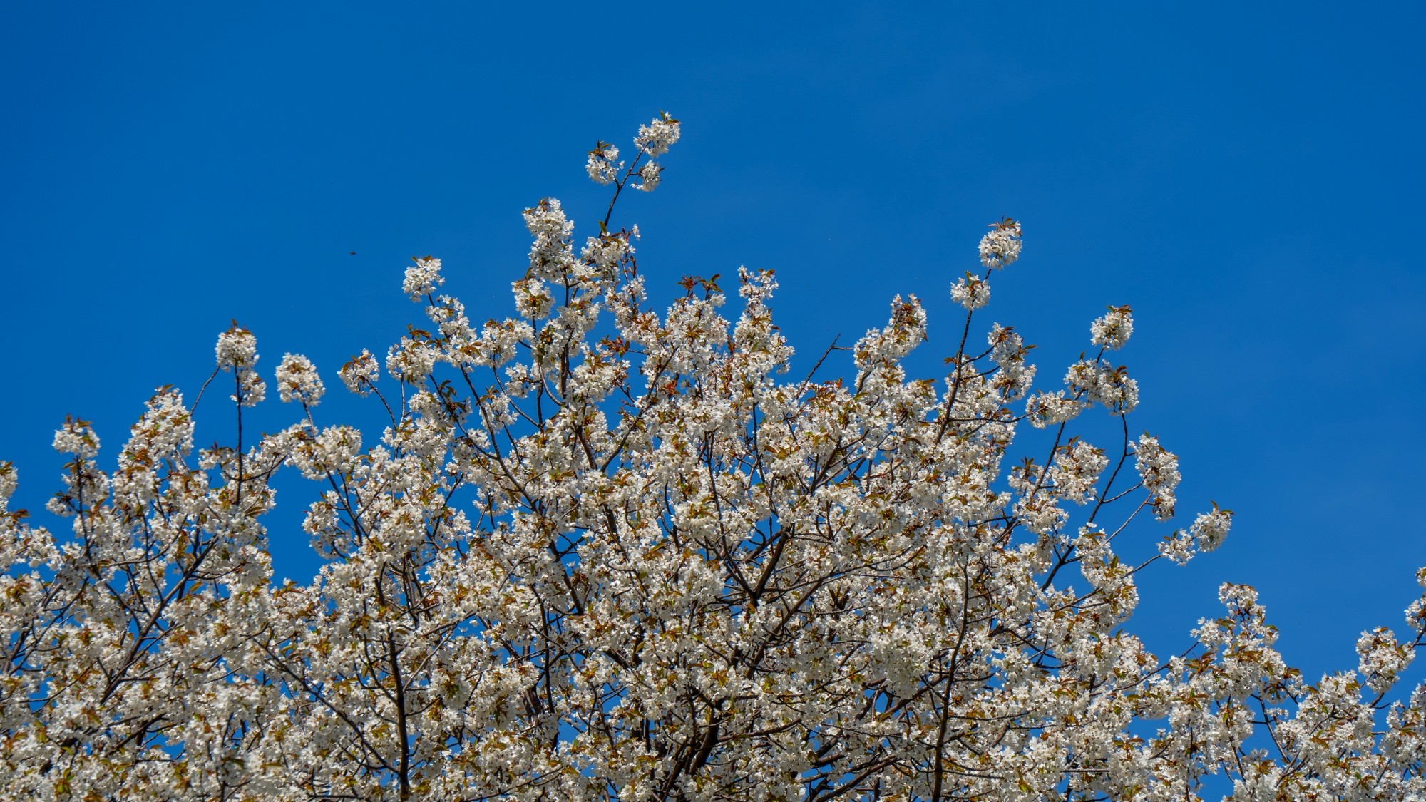 Zachwycający maj - zdjęcie 33