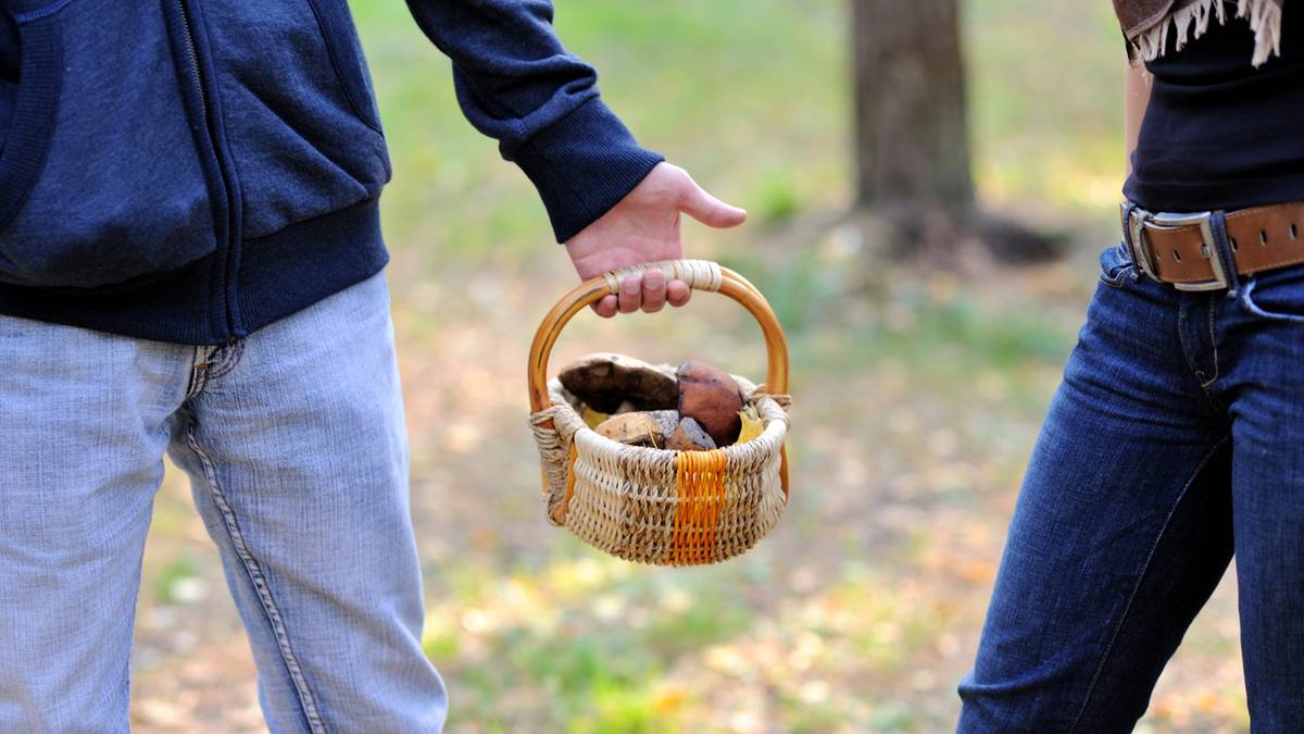 Osoba trzymająca mały, pleciony koszyk z grzybami.