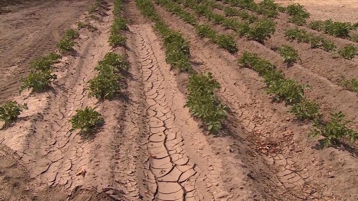 16 krajów UE poparło polski wniosek o pomoc dla rolników dotkniętych suszą