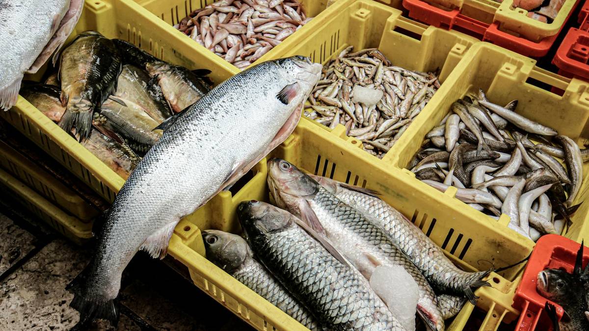 Tilapia. Badania pokazały, że ryba może być zagrożeniem