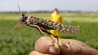 07.06.2022 05:56 Plaga szarańczy nadciągnęła nad Europę. Rolnicy nie pamiętają większej katastrofy