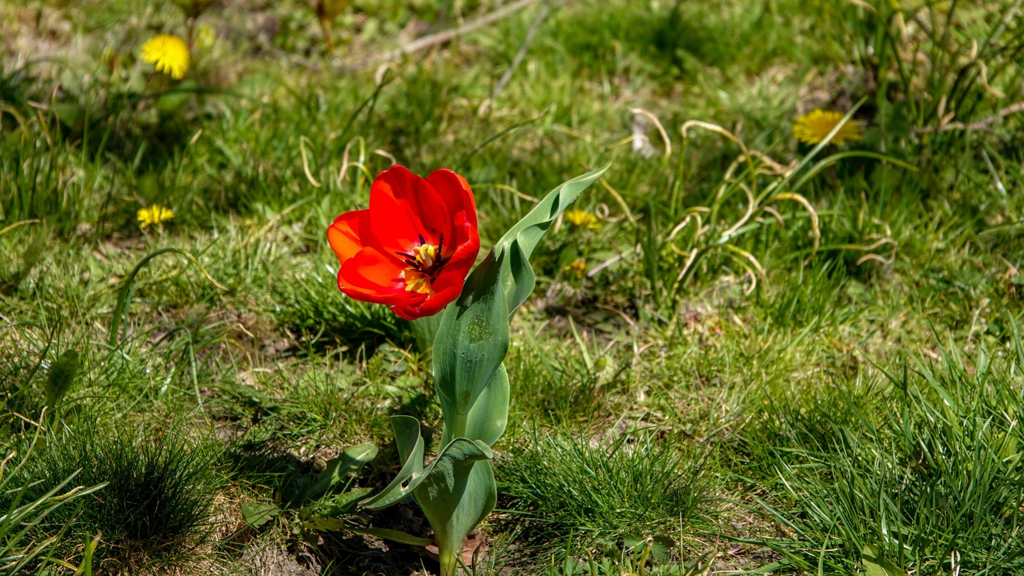 Kwitnąca wiosna - zdjęcie 23