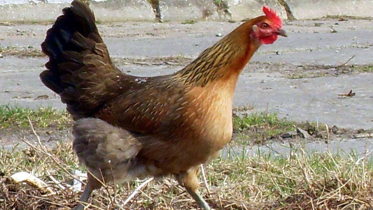 Kura zielonon&oacute;żka kuropatwiana spacerująca po trawie.