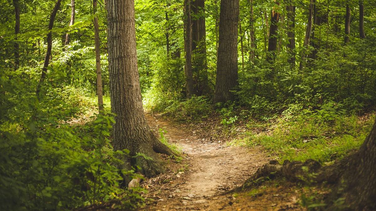 Gorączka i ból głowy? To może być niebezpieczna odkleszczowa choroba