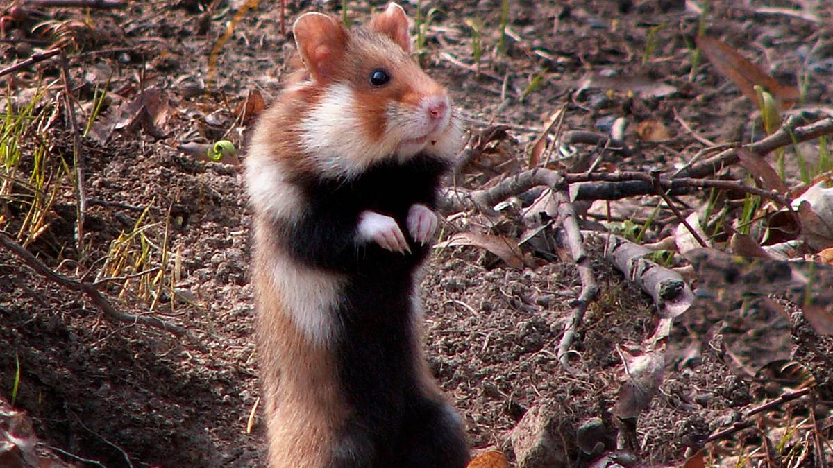 We met the Animal of the Year 2026. the "symbol of biodiversity" was chosen