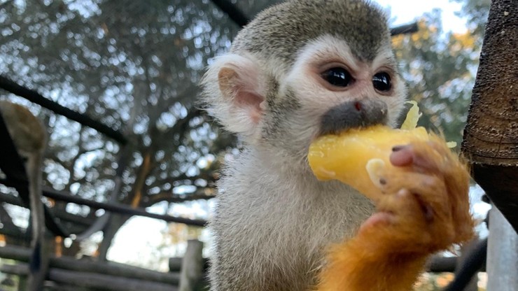 USA: Z zoo skradziono 12 małp. Sajmiri wiewiórcze są masowo odławiane do badań i handlu