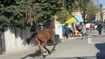Koń szalał w centrum Lublina. Interweniowała policja 