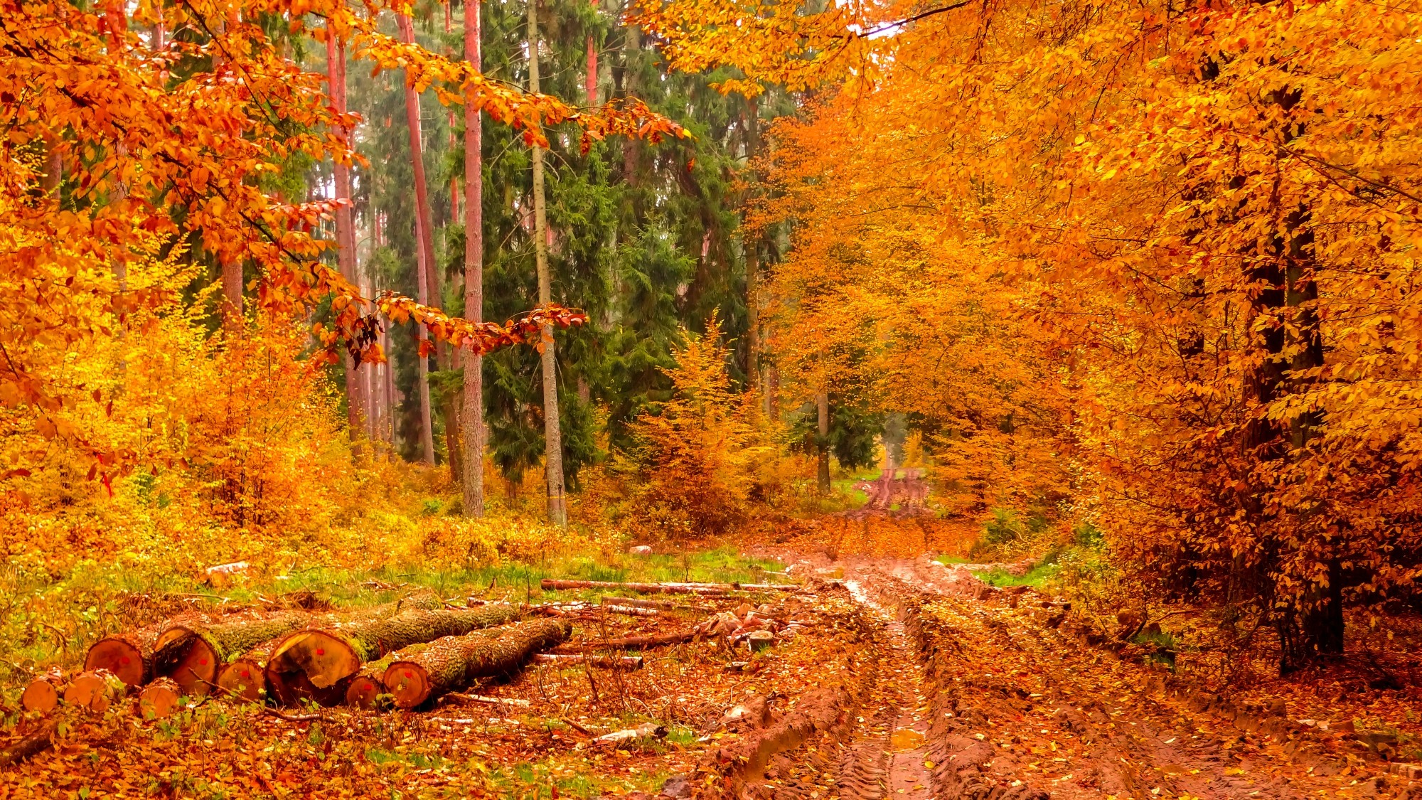 Polska jesienią - zdjęcie 45