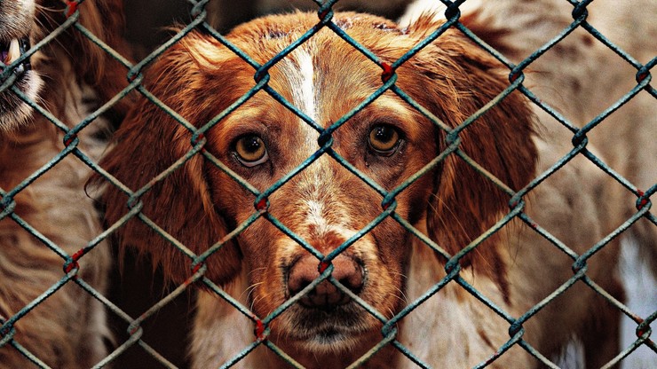 Warmińsko-mazurskie. Psy trzymane w "skrajnie trudnych warunkach" w Bystrym. Akcja prokuratury
