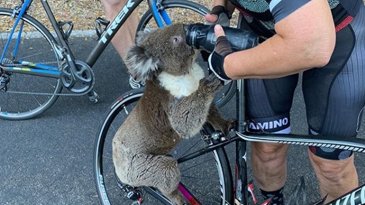 Koala zatrzymał rowerzystkę i wypił wodę z bidonów. Żar lał się z nieba