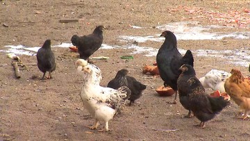 Policzono, ile były warte padłe kury chore na ptasią grypę