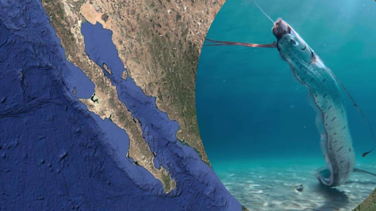 Ilustracja przedstawiająca wstęgora kr&oacute;lewskiego w płytkiej wodzie obok fragmentu mapy P&oacute;łwyspu Kalifornijskiego.