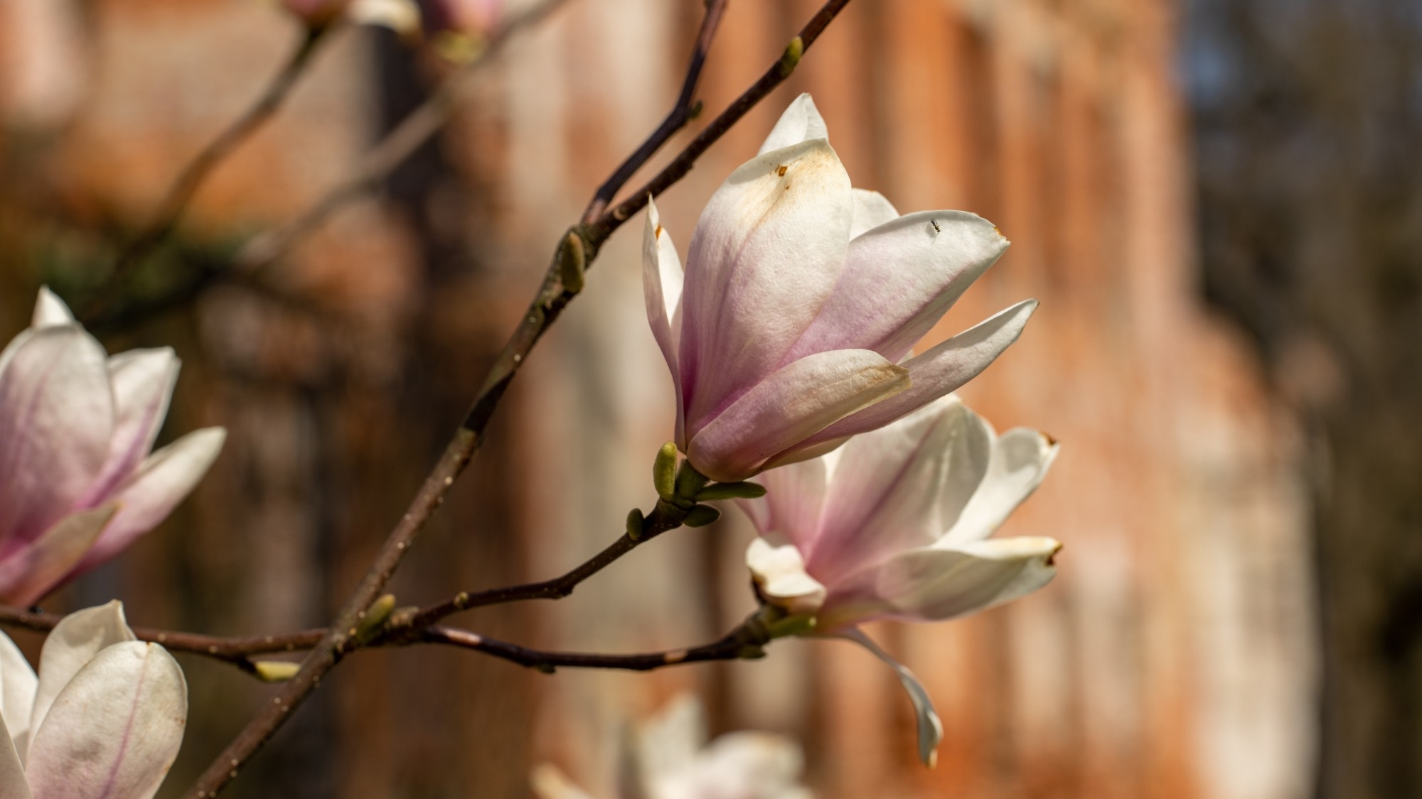 Miejska przyroda - zdjęcie 40