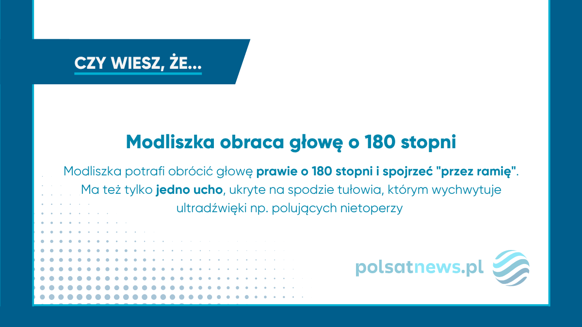 Modliszka obraca głowę o 180 stopni i ma jedno ucho