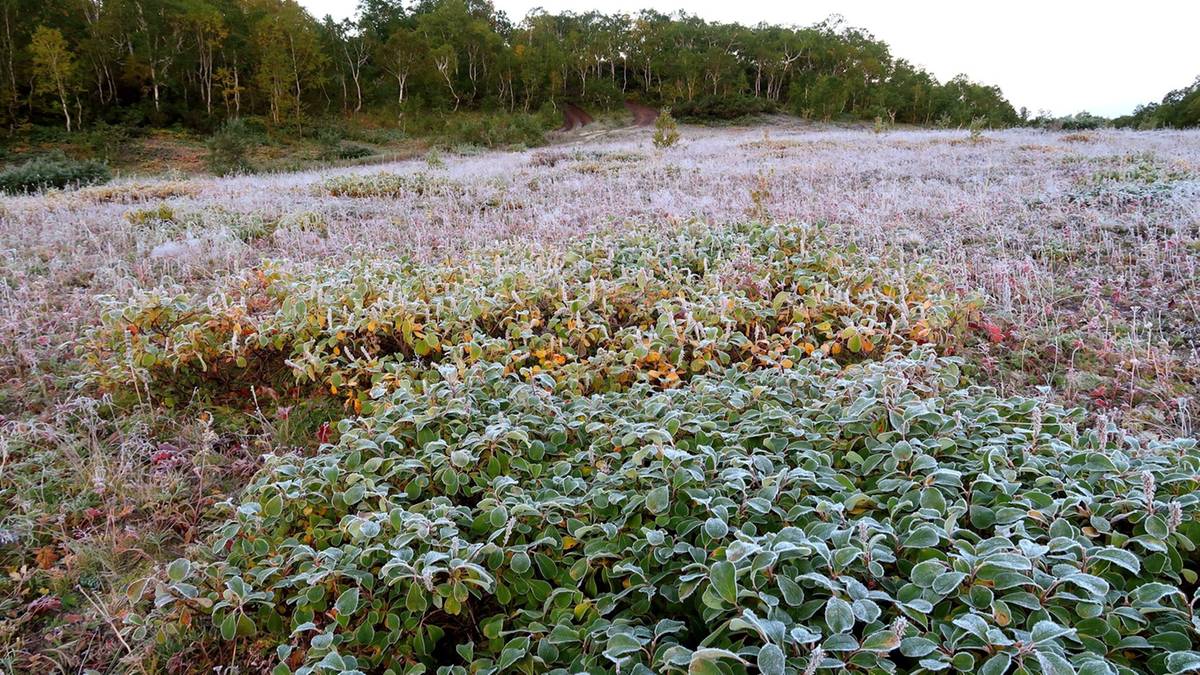 Niemal w całej Polsce chwyci mróz. Zacznie się za kilka godzin