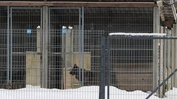 Klatki dla zwierząt w schronisku, widoczne od zewnątrz, pokryte śniegiem.