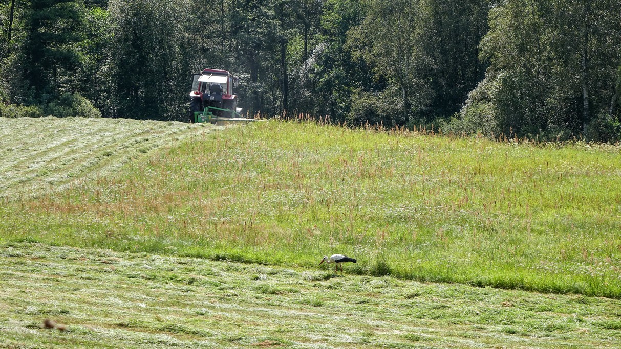 Bociania wioska - zdjęcie 33