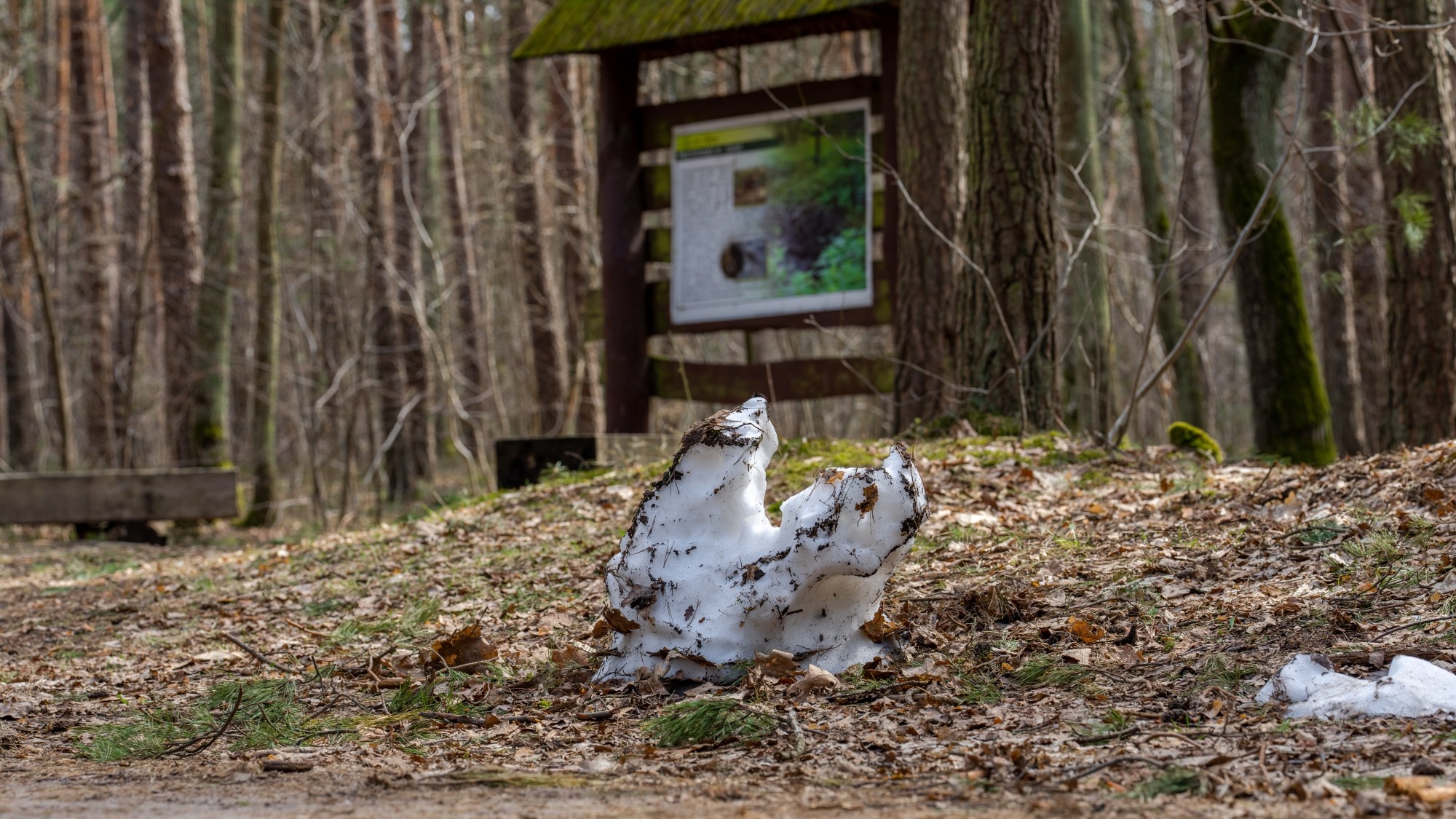 Miejska przyroda - zdjęcie 19