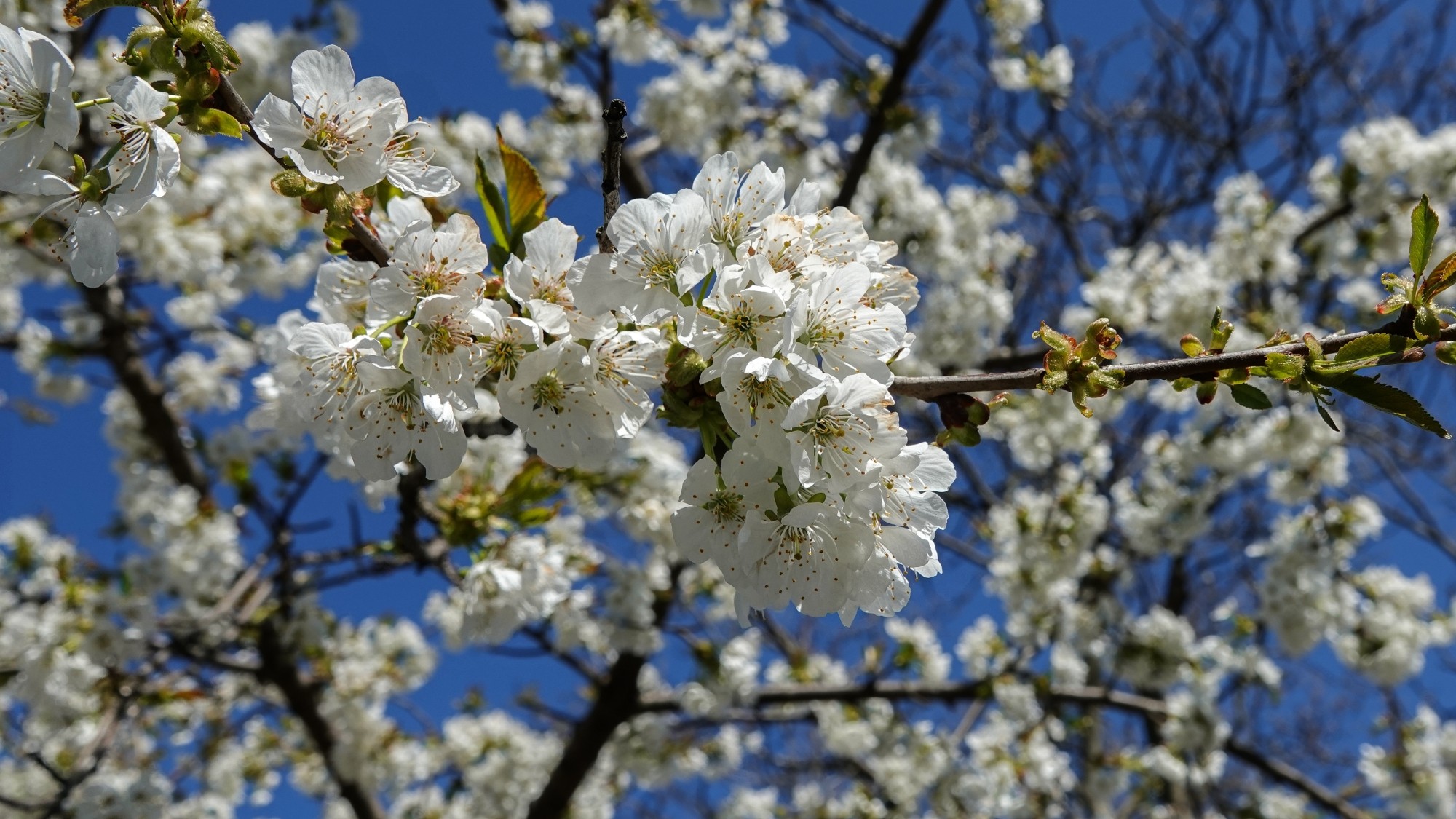 Kwitnąca wiosna - zdjęcie 4