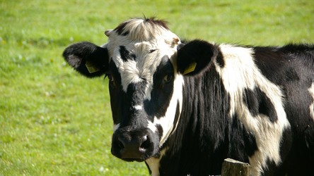 07.02.2020 06:00 Zmiana diety krów może dać nam dużo zdrowsze mleko, masło i sery