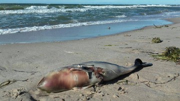 Znów martwe morświny i foki na polskim wybrzeżu. Jedna oskórowana [DRASTYCZNE ZDJĘCIA]