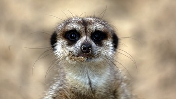 Niecodzienny towarzysz biegacza Nijela Amosa podczas treningu w Botswanie