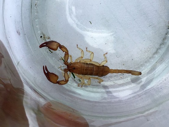 Wrócili z wakacji, a w bagażu… żywy skorpion. Pełen emocji weekend warszawskiego Ekopatrolu 