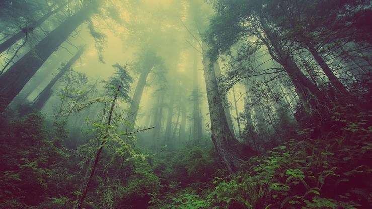 "Oddychający las". Internauci zaskoczeni nagraniem z Kanady