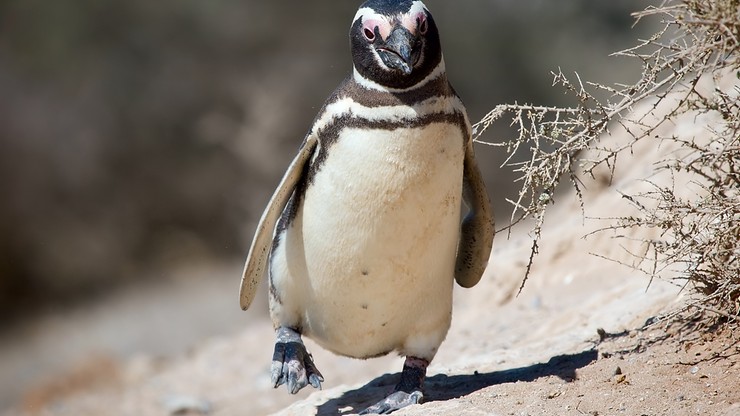 Pingwin pokonuje co roku 8000 km, by spotkać się z Brazylijczykiem, który uratował mu życie