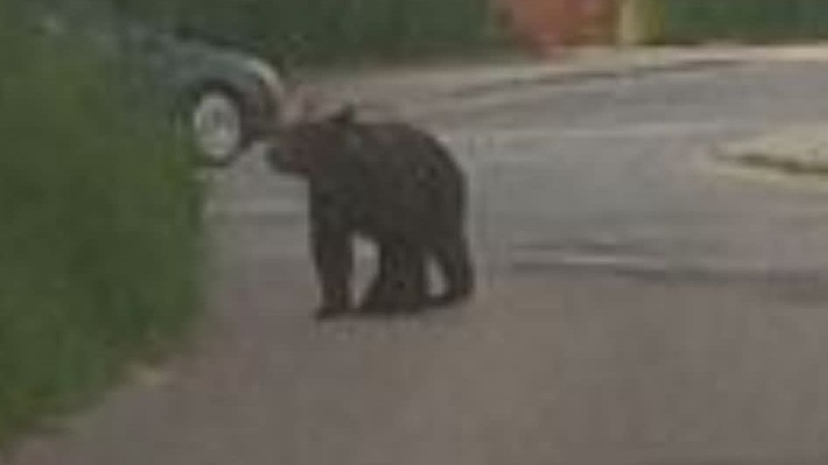Nowy Sącz: Niedźwiedź na ulicach. Władze miasta apelują o ostrożność