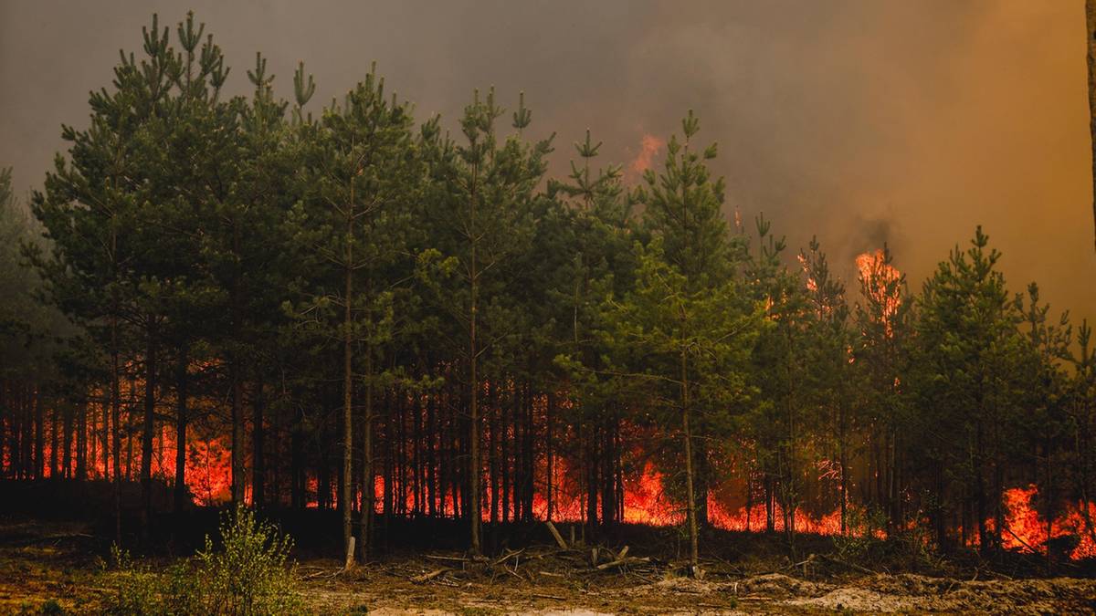 Teorie spiskowe ws. pożaru puszczy. Prokuratura zabrała głos