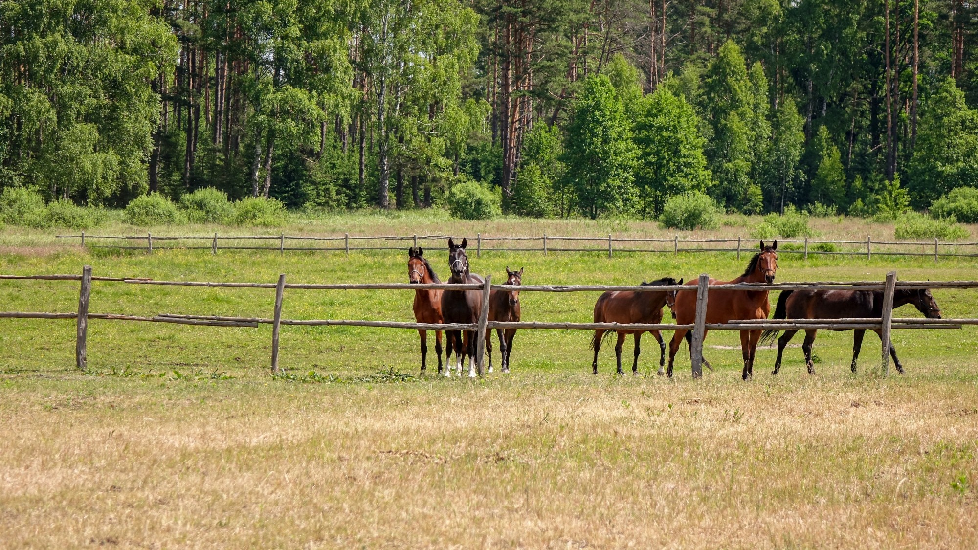 Z kamerą wśród zwierząt - zdjęcie 45