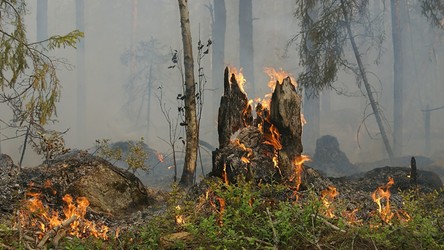 Koniec z pożarami lasów. Do akcji wkracza przyjazny środowisku naturalnemu… żel