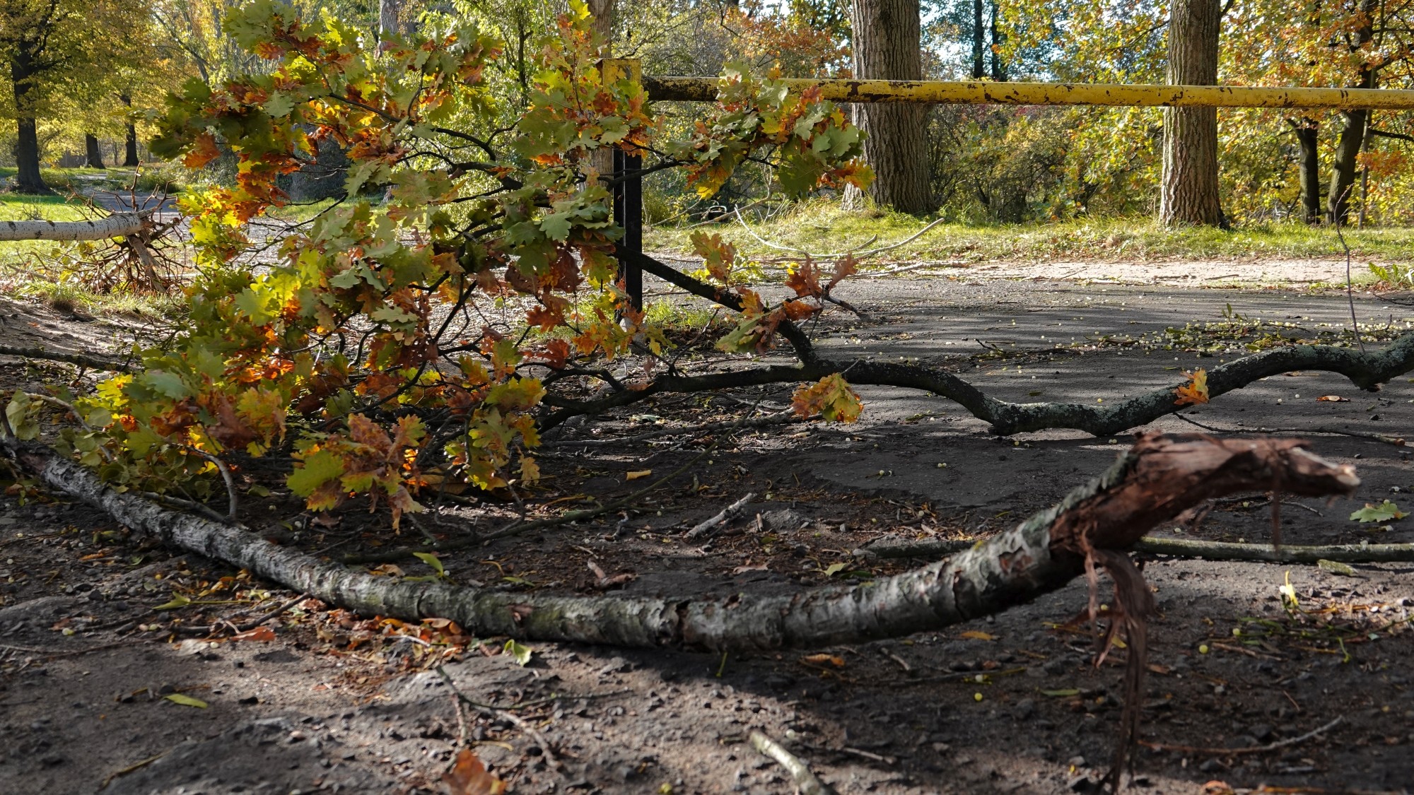 Wichura w Polsce - zdjęcie 4