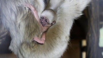 W płockim zoo urodził się gibbon czapnik [ZDJĘCIA]