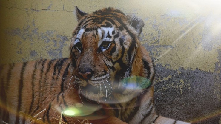Uratowane tygrysy nie mogą wyjechać do azylu w Hiszpanii. "Historia niestety się powtarza"