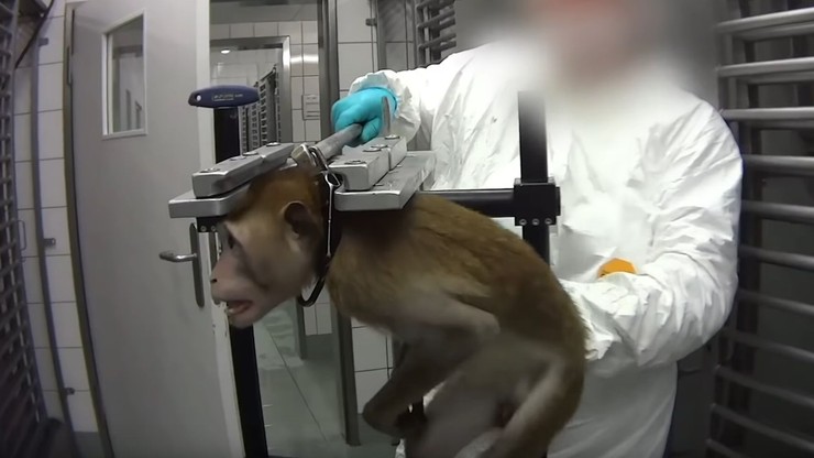 Okrutne testy na zwierzętach. Jest decyzja po śledztwie w niemieckim laboratorium
