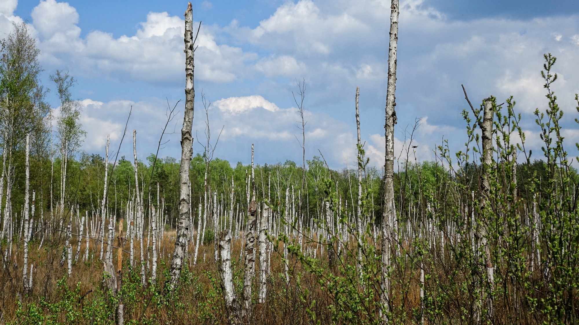 Maj w obiektywie - zdjęcie 12