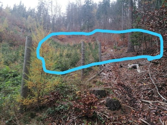 Dwie linki zostały znalezione w lasach nad ogródkami działkowymi, jedna na Św. Górze