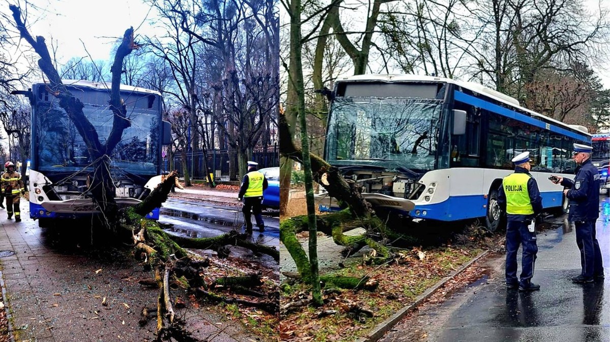 Sopot. Autobus uderzył w drzewo. Kierowca zasłabł za kierownicą