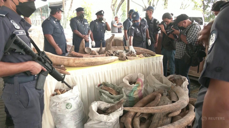 Malezja. Policja skonfiskowała ciosy słoni i rogi nosorożców o wartości ok. 18 mln USD
