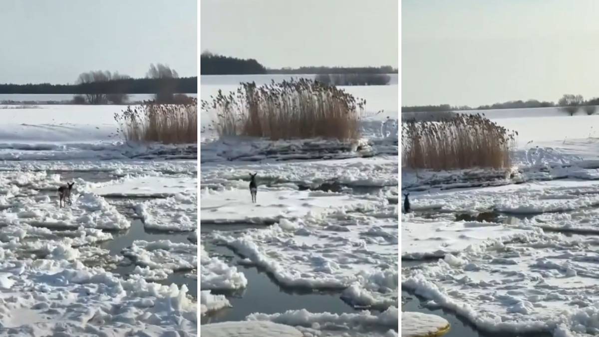 Dwa psy spacerują po zamarzniętym jeziorze lub rzece pokrytej lodem i śniegiem. W tle widoczne są trzciny i drzewa.