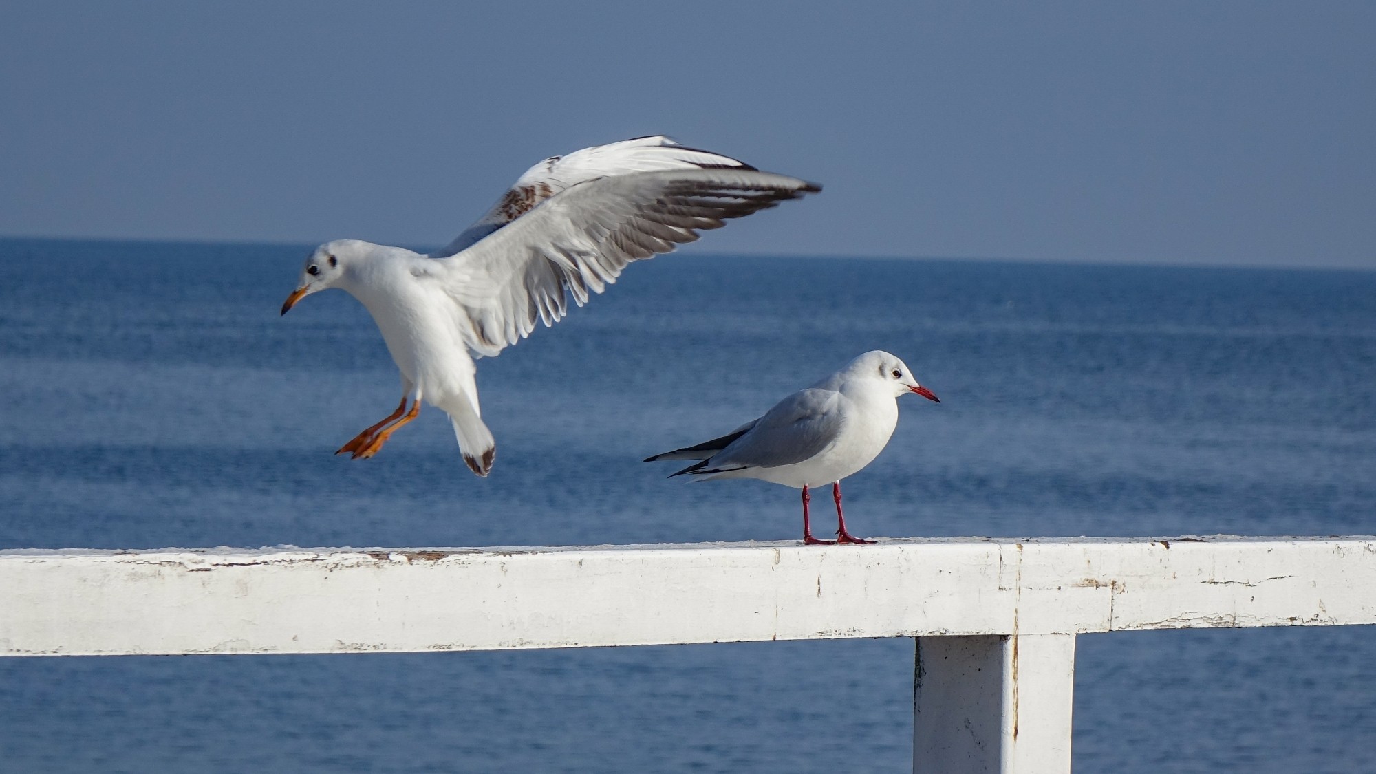 Z kamerą wśród zwierząt - zdjęcie 15