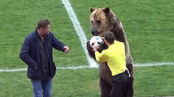 Występ niedźwiedzia w Rosji potępiony przez obrońców praw zwierząt