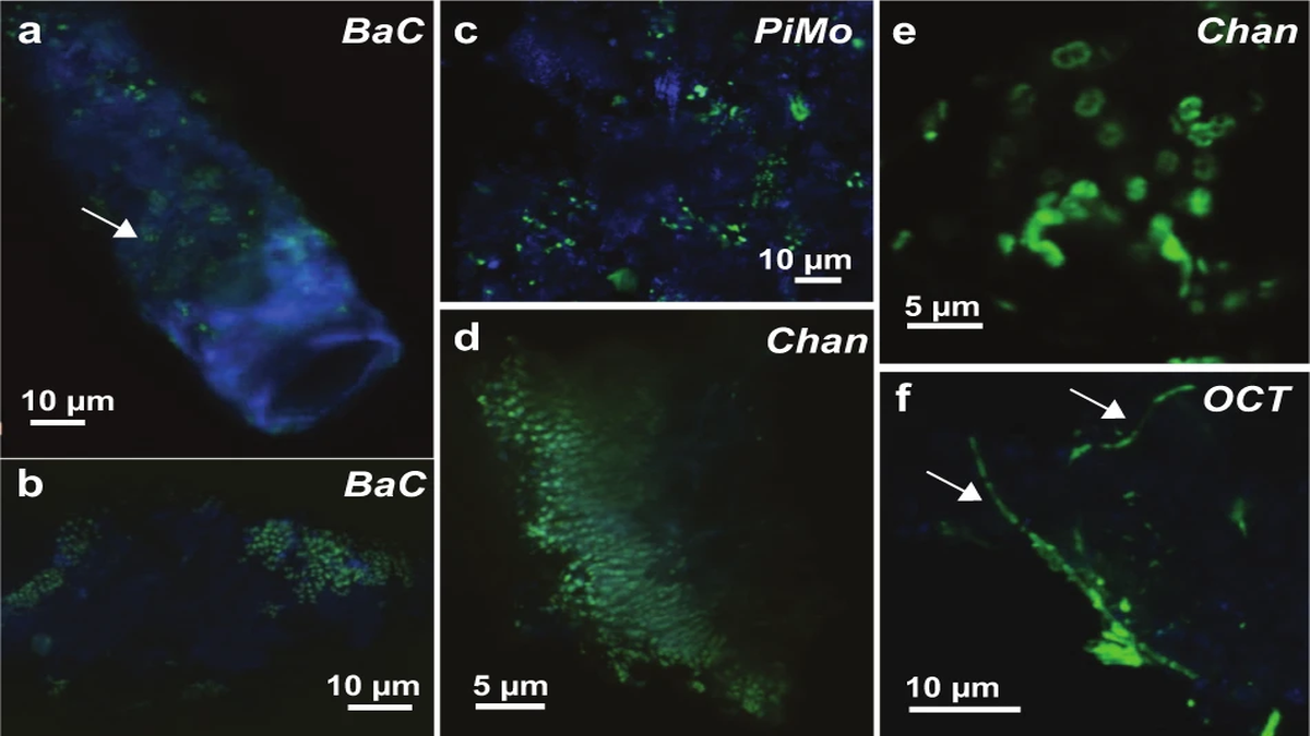Naukowcy badają podwodne wieże, które mogą być miejscem powstania życia na Ziemi