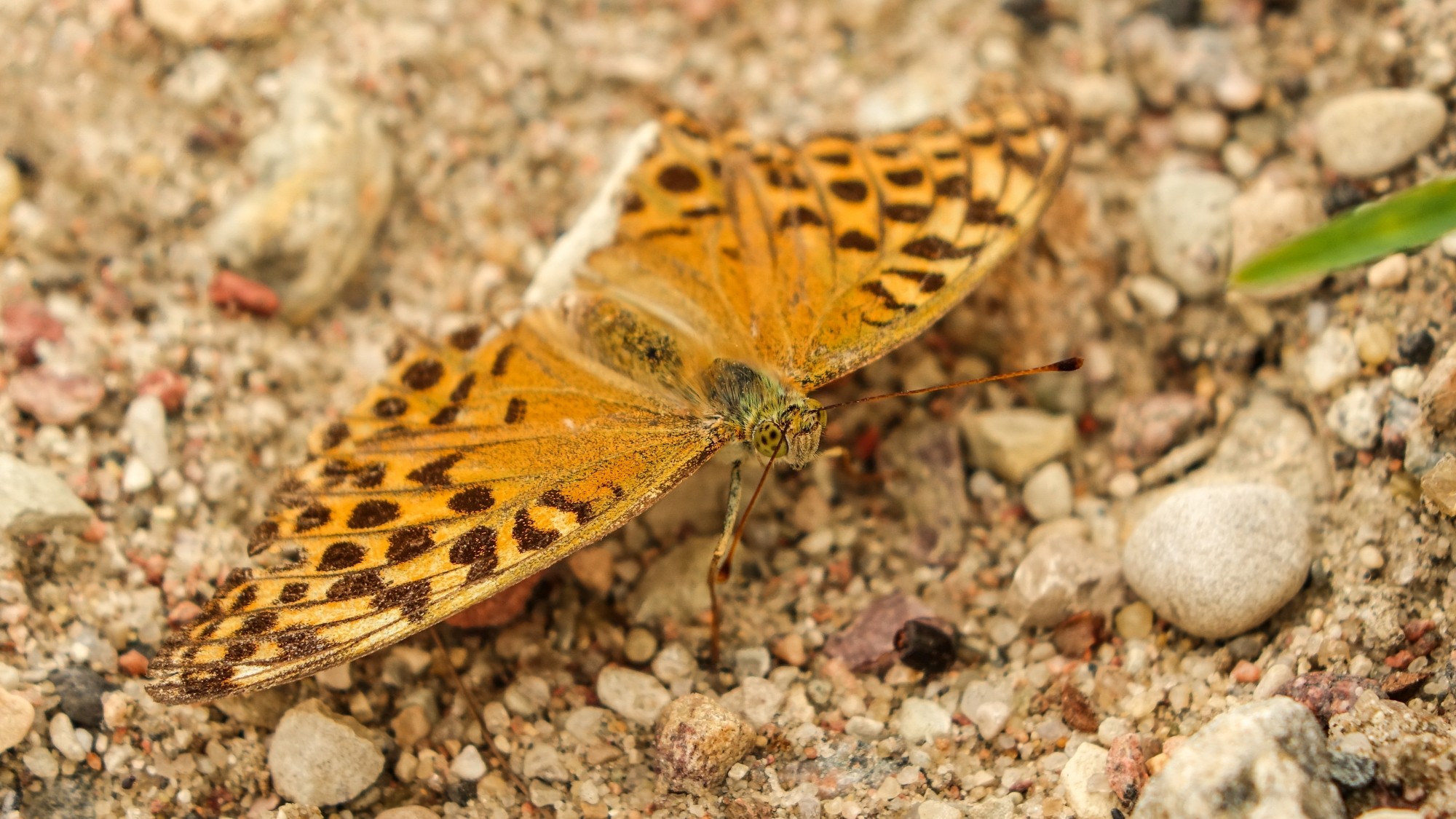Z kamerą wśród zwierząt - zdjęcie 61