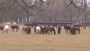 Ministerstwo Rolnictwa: rada ds. hodowli koni w ciągu trzech tygodni