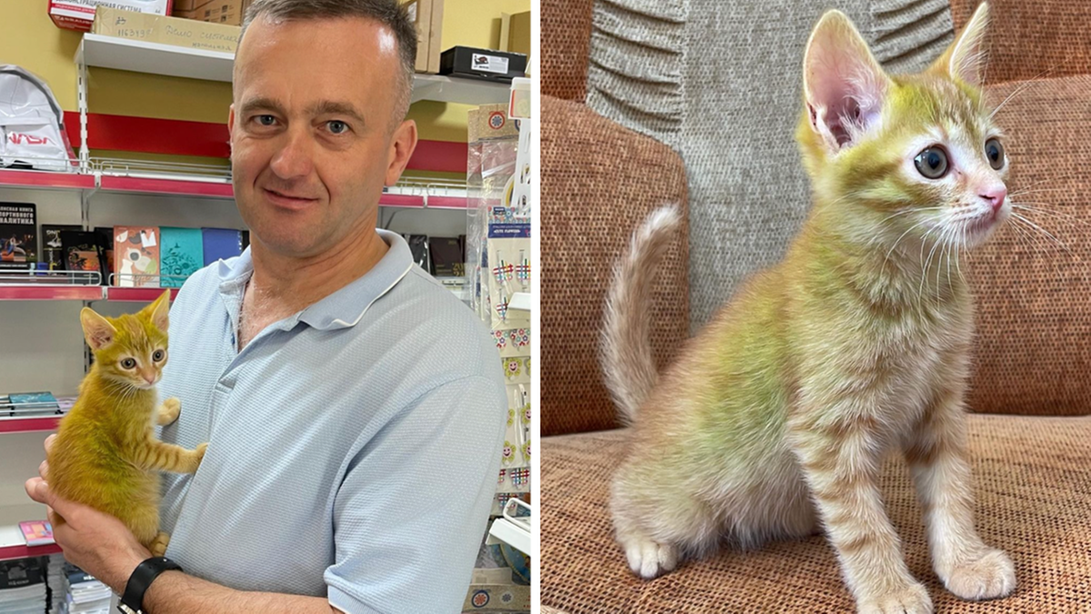 Białoruś: Mężczyzna znalazł nietypowego kota. Jest zielony