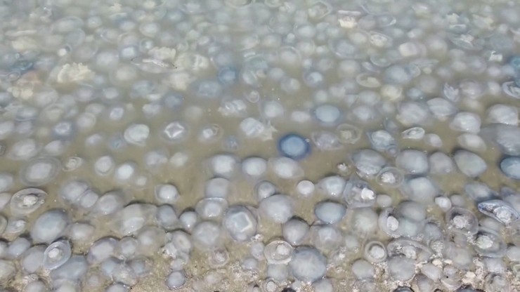 "Meduzia zupa". Tysiące meduz przy plaży na Krymie