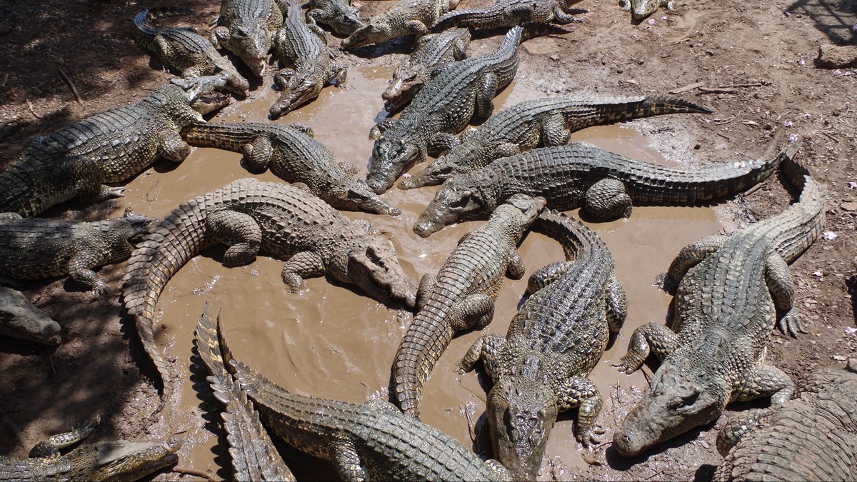 Chiny: Z hodowli uciekło 70 krokodyli. Władze ostrzegają mieszkańców